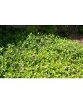 Барвінок малий Атропурпуреа зелений килим